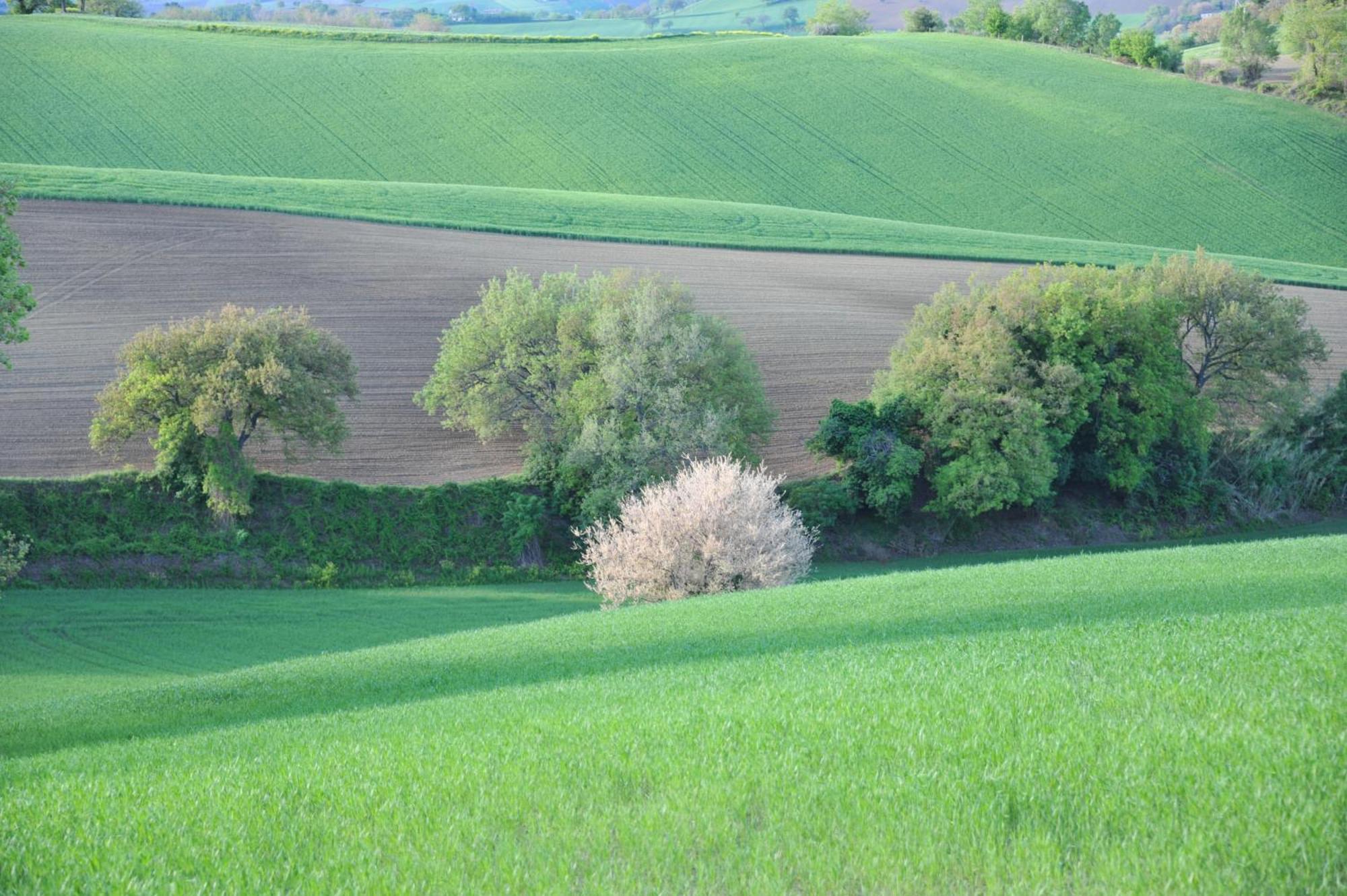 Solea Relais Di Charme- Adults Only Guest House Trecastelli Exterior photo